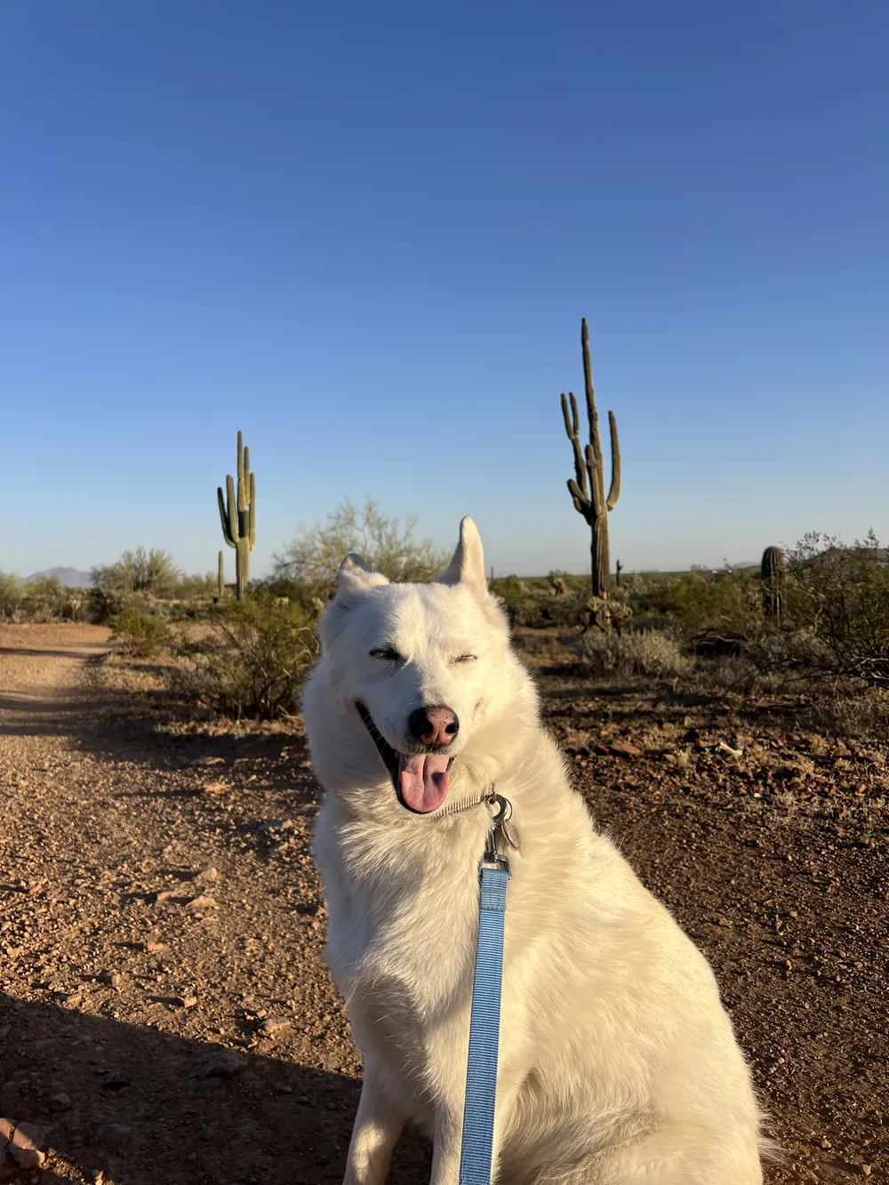Stevie, the husky-shepherd mix PeppyStep is named after